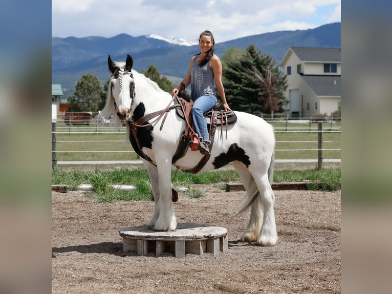 Tinker Merrie 18 Jaar 157 cm Gevlekt-paard in Hamilton