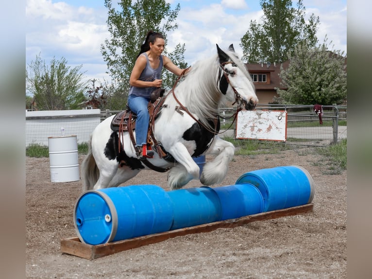 Tinker Merrie 18 Jaar 157 cm Gevlekt-paard in Hamilton