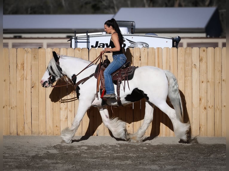 Tinker Merrie 18 Jaar 157 cm Gevlekt-paard in Hamilton