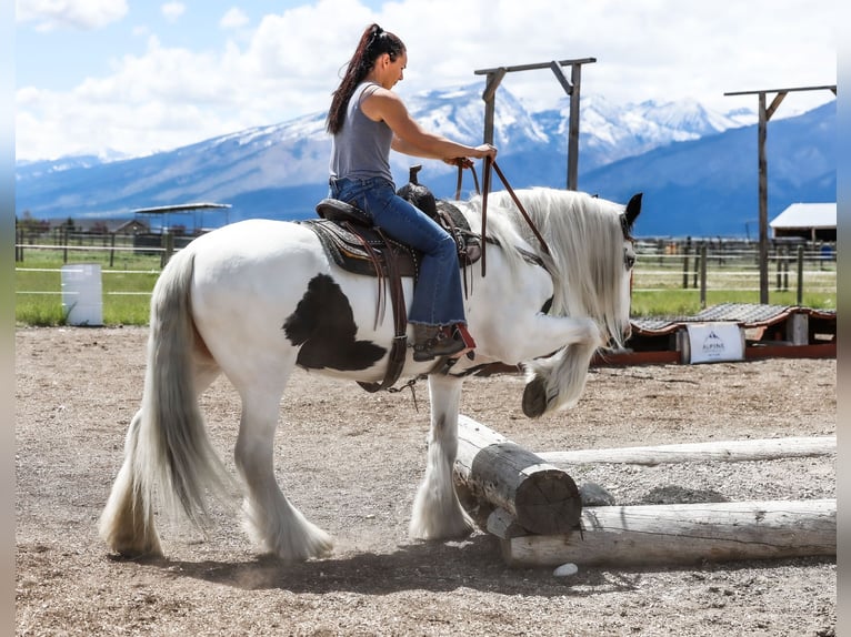 Tinker Merrie 18 Jaar 157 cm Gevlekt-paard in Hamilton