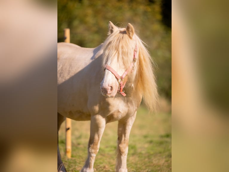 Tinker Mix Merrie 19 Jaar 128 cm Cremello in Much