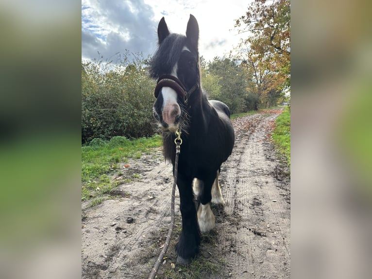 Tinker Merrie 19 Jaar 140 cm Zwart in Brecht
