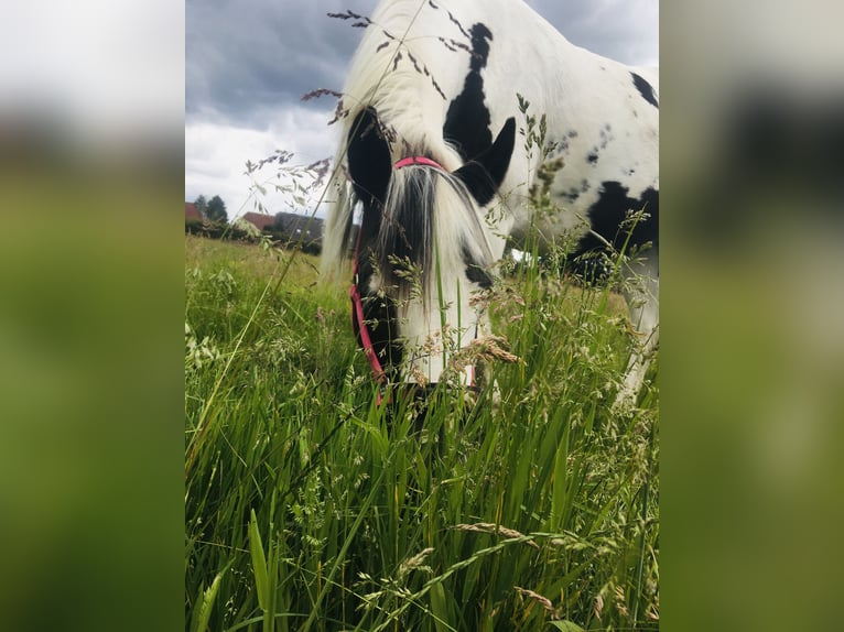 Tinker Mix Merrie 19 Jaar 153 cm Palomino in Nienhagen