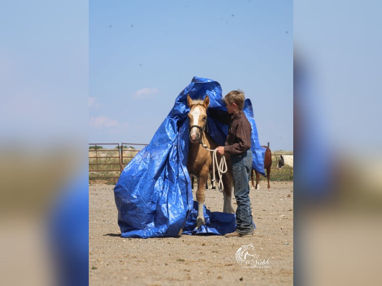 Tinker Merrie 1 Jaar 112 cm Palomino in Cody