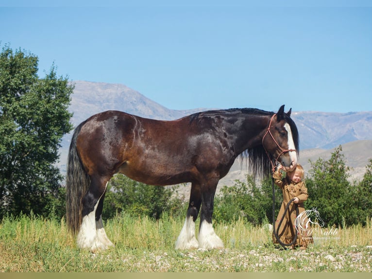 Tinker Merrie 1 Jaar 112 cm Palomino in Cody