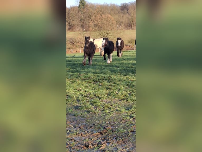 Tinker Merrie 1 Jaar 120 cm Appaloosa in Trendelburg