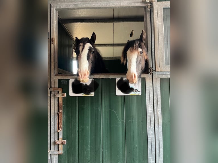 Tinker Merrie 1 Jaar 135 cm Zwart in DuderstadtDuderstadt