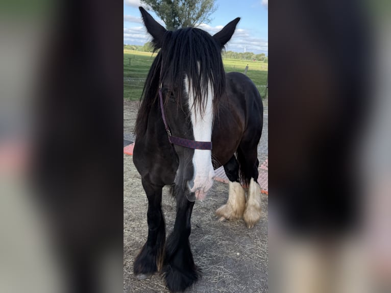 Tinker Merrie 1 Jaar 140 cm Zwartbruin in Zwartewaal