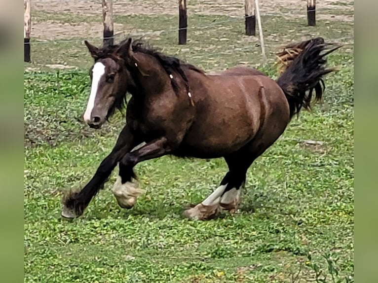 Tinker Merrie 1 Jaar 150 cm in Hossz&#xFA;het&#xE9;ny