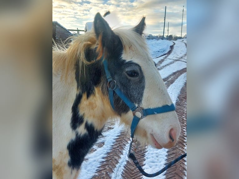 Tinker Merrie 1 Jaar 150 cm Gevlekt-paard in Wleń