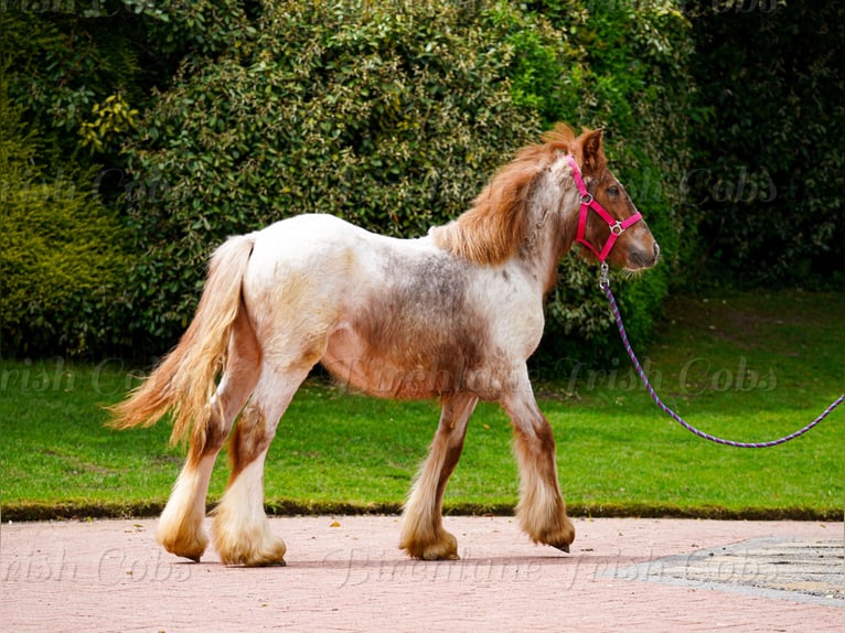 Tinker Merrie 1 Jaar 150 cm Roan-Red in kerry