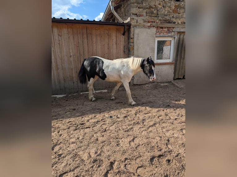 Tinker Mix Merrie 1 Jaar 155 cm Gevlekt-paard in Recke