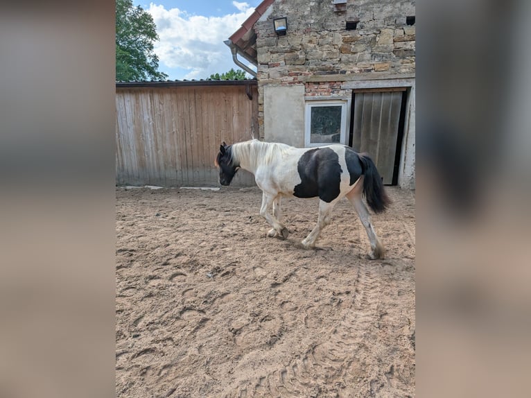 Tinker Mix Merrie 1 Jaar 155 cm Gevlekt-paard in Recke