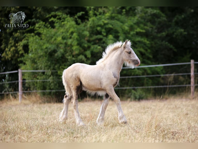 Tinker Merrie 1 Jaar Palomino in Stryków