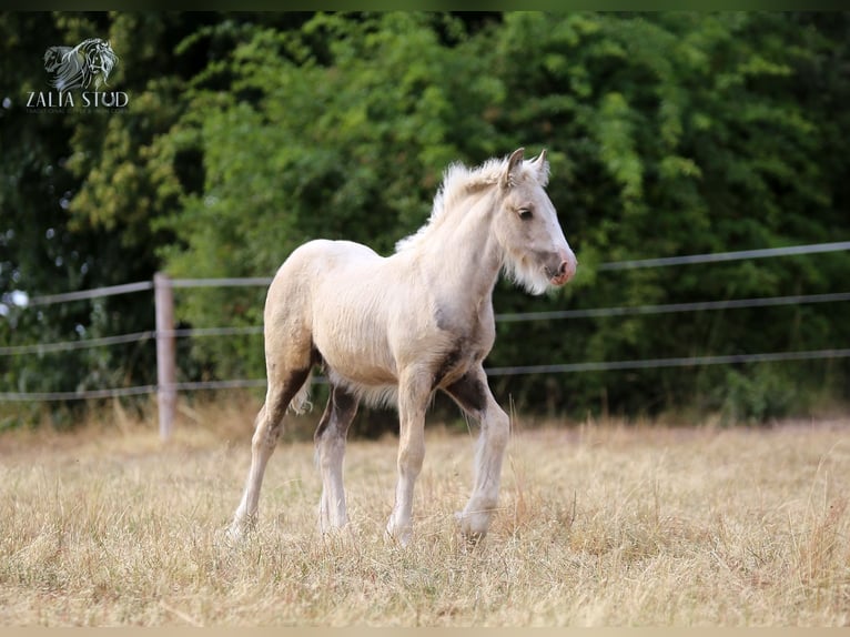 Tinker Merrie 1 Jaar Palomino in Stryków