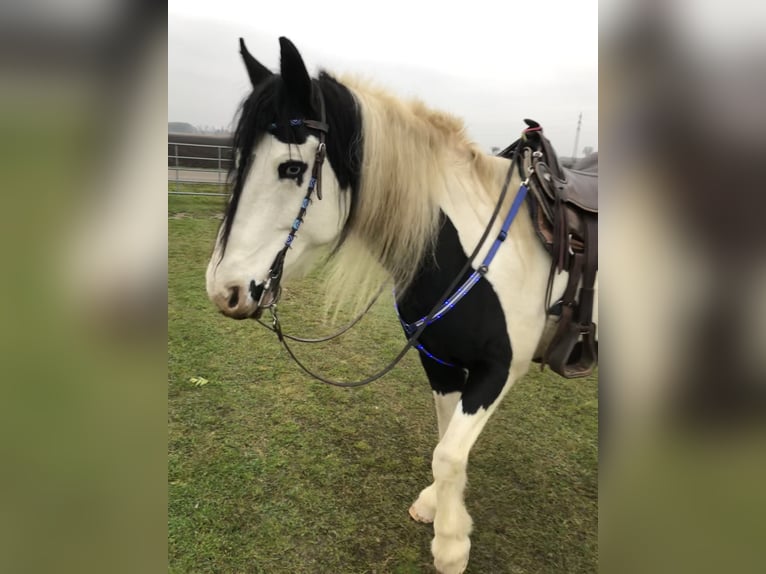 Tinker Mix Merrie 21 Jaar 157 cm Gevlekt-paard in Engelhartstetten