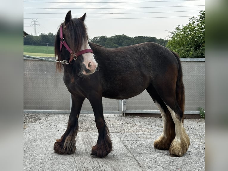 Tinker Merrie 2 Jaar 115 cm Zwart in VelbertVelbert