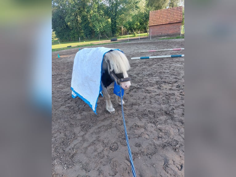 Tinker Mix Merrie 2 Jaar 119 cm Gevlekt-paard in Verl