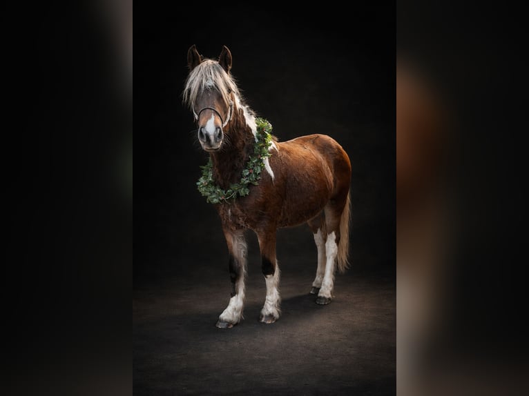 Tinker Mix Merrie 2 Jaar 142 cm Tobiano-alle-kleuren in Queenstown