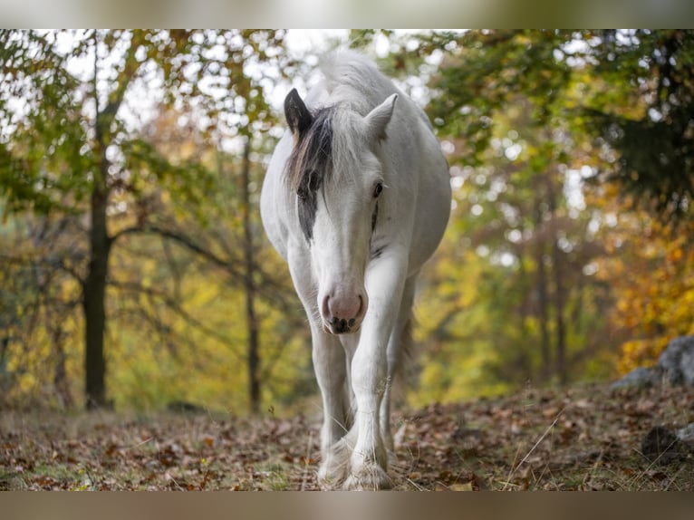 Tinker Merrie 2 Jaar 147 cm Gevlekt-paard in Sosnówka