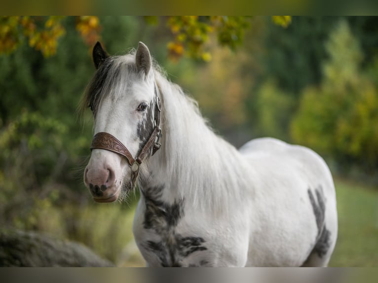 Tinker Merrie 2 Jaar 147 cm Gevlekt-paard in Sosnówka