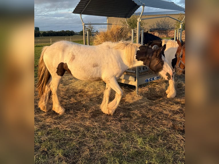 Tinker Merrie 2 Jaar 147 cm Gevlekt-paard in Daleiden