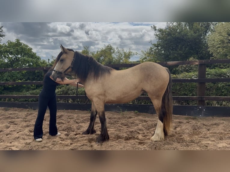 Tinker Mix Merrie 2 Jaar 150 cm Falbe in Coppull Chorley