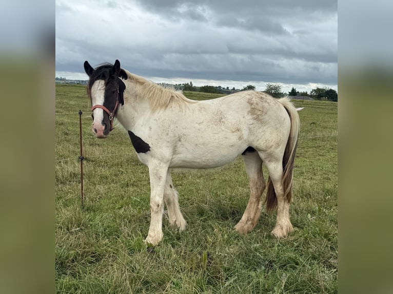 Tinker Merrie 2 Jaar 150 cm Gevlekt-paard in Daleiden