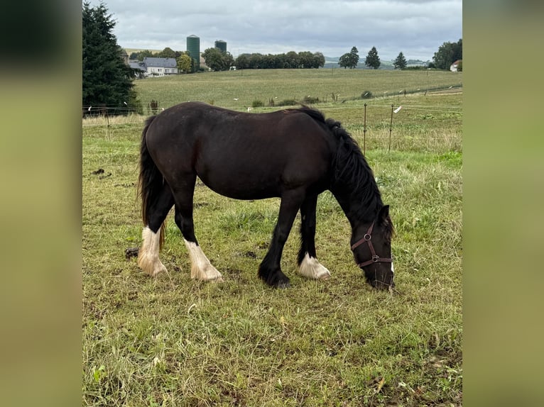 Tinker Merrie 2 Jaar 150 cm Gevlekt-paard in Daleiden