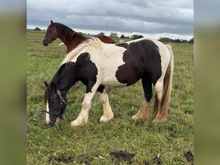 Tinker Merrie 2 Jaar 150 cm Gevlekt-paard in Daleiden