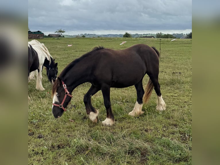 Tinker Merrie 2 Jaar 150 cm Gevlekt-paard in Daleiden