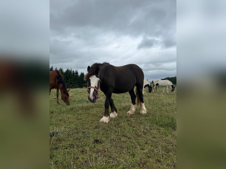 Tinker Merrie 2 Jaar 150 cm Gevlekt-paard in Daleiden