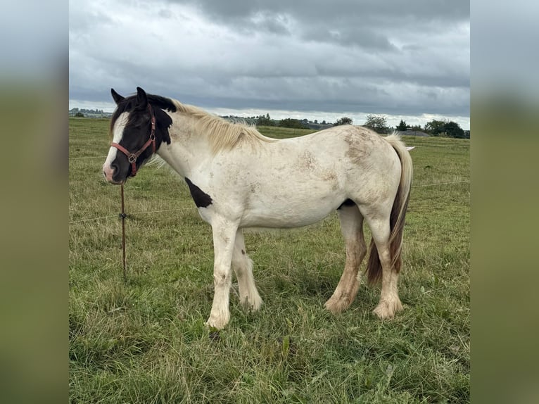 Tinker Merrie 2 Jaar 150 cm Gevlekt-paard in Daleiden