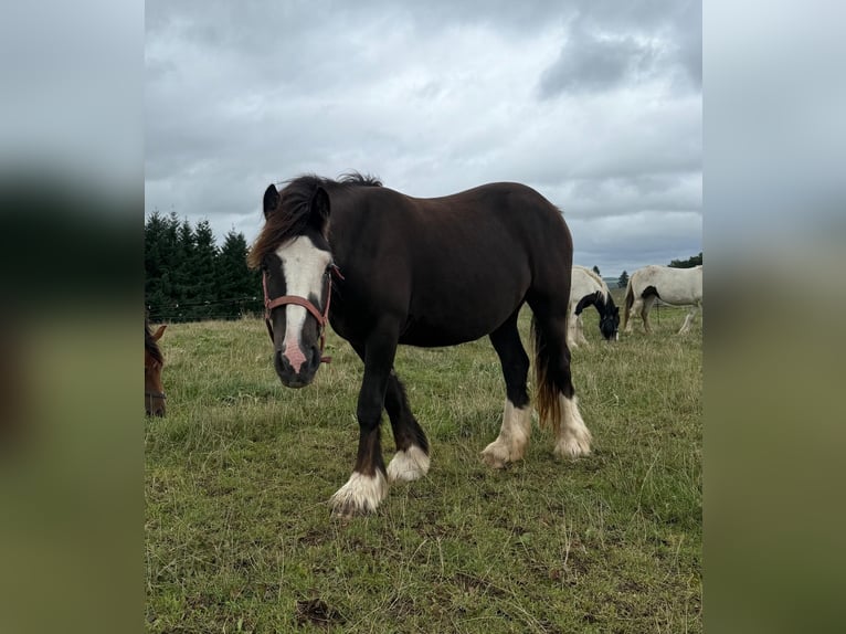 Tinker Merrie 2 Jaar 150 cm Gevlekt-paard in Daleiden