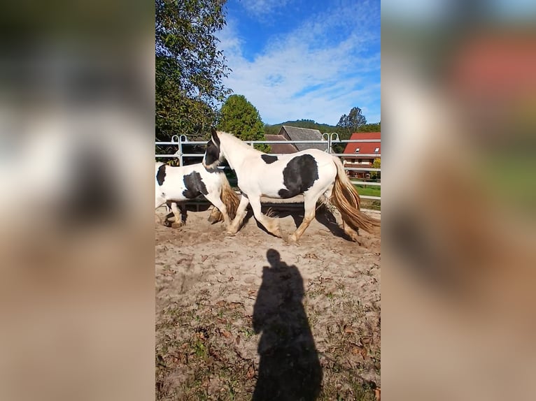 Tinker Merrie 2 Jaar 150 cm Gevlekt-paard in Wlen