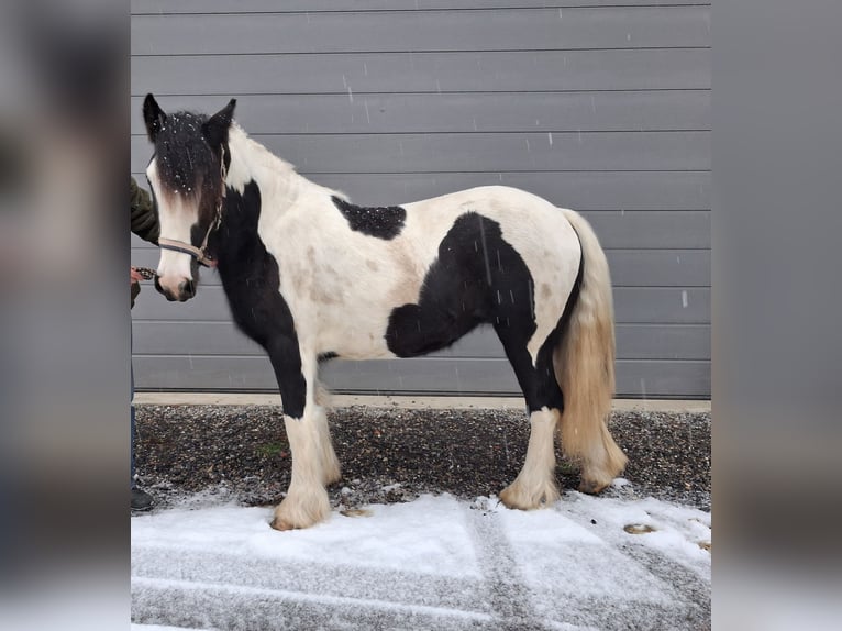 Tinker Merrie 2 Jaar 150 cm in Oberstaufen
