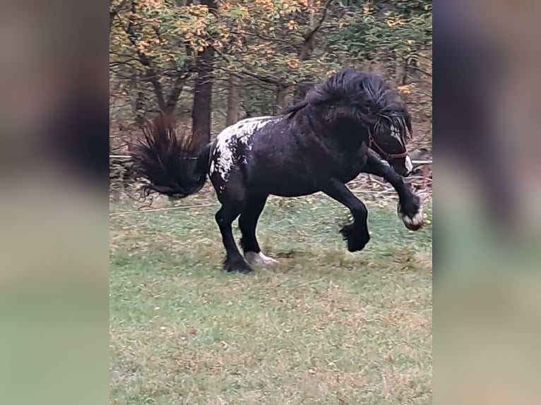 Tinker Merrie 2 Jaar 152 cm Appaloosa in Rathenow