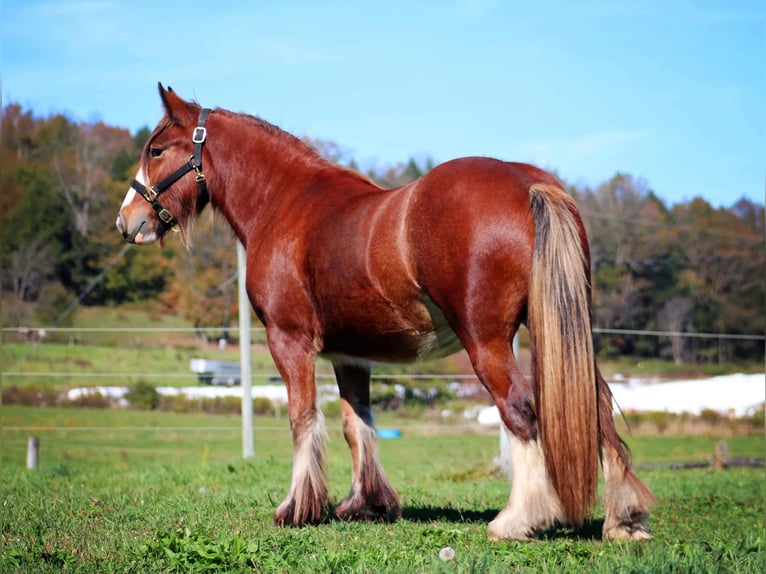 Tinker Merrie 2 Jaar 152 cm Roodbruin in Flower Mound