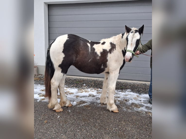 Tinker Merrie 2 Jaar 155 cm Gevlekt-paard in Oberstaufen