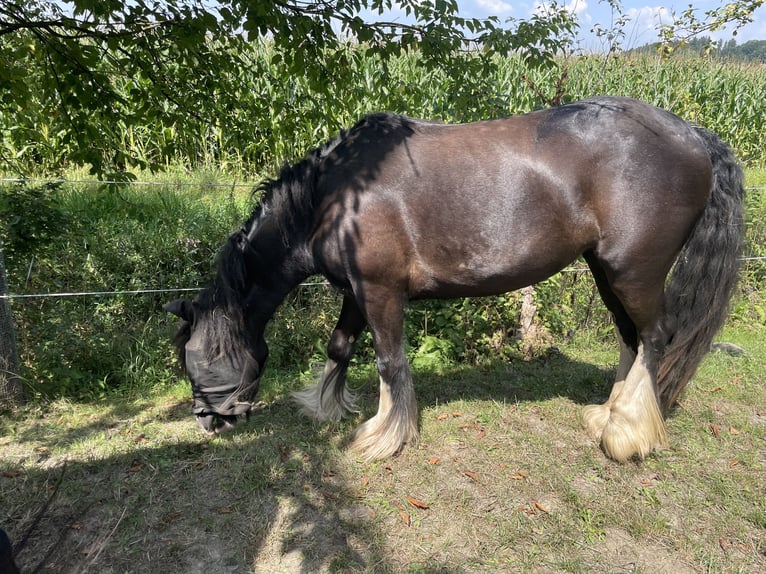 Tinker Mix Merrie 3 Jaar 130 cm Donkerbruin in Fahrenzhausen