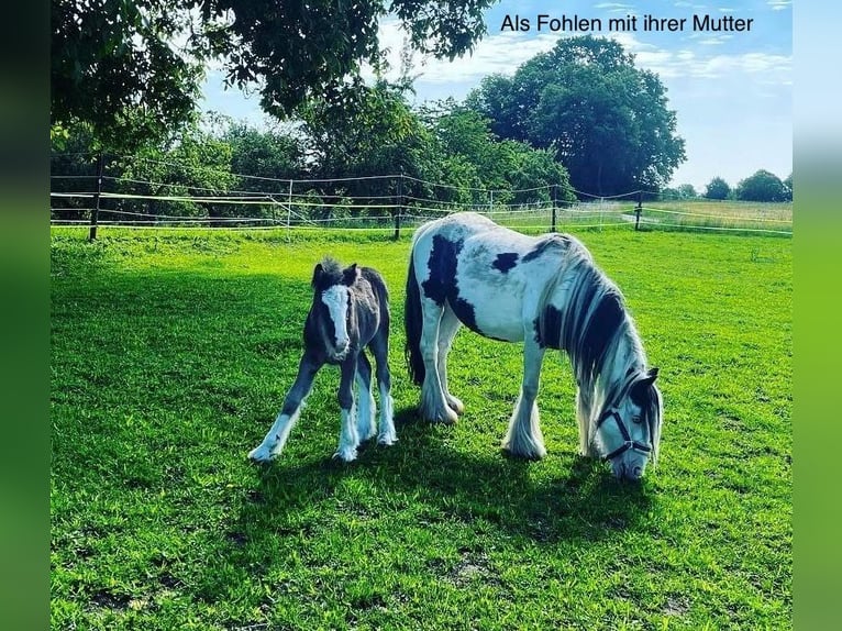 Tinker Mix Merrie 3 Jaar 130 cm Donkerbruin in Fahrenzhausen