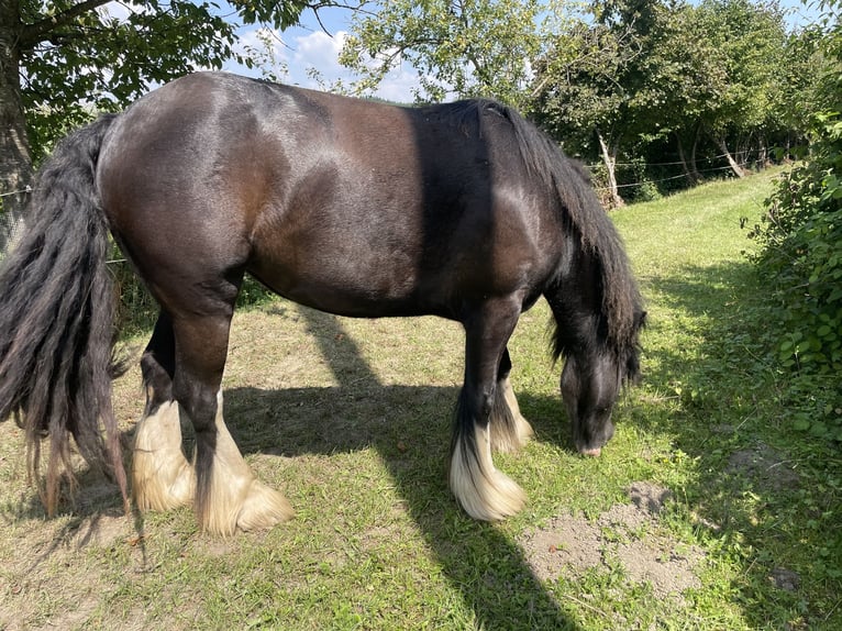Tinker Mix Merrie 3 Jaar 130 cm Donkerbruin in Fahrenzhausen