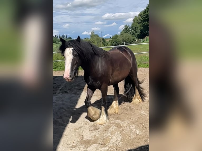 Tinker Mix Merrie 3 Jaar 130 cm Donkerbruin in Fahrenzhausen
