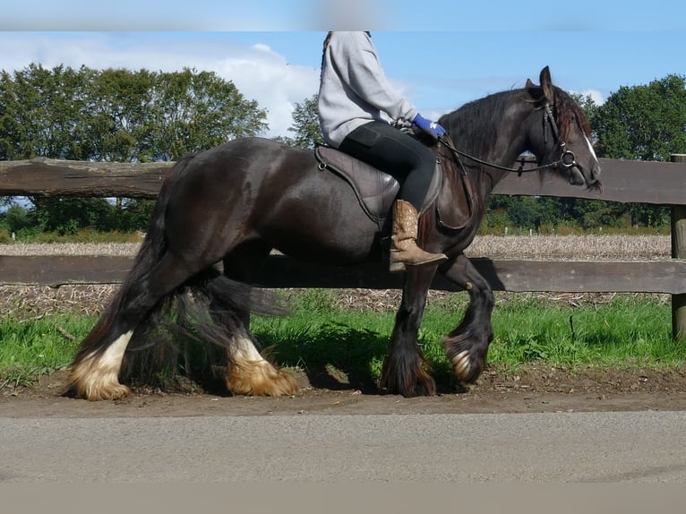 Tinker Merrie 3 Jaar 134 cm Bruin in Lathen