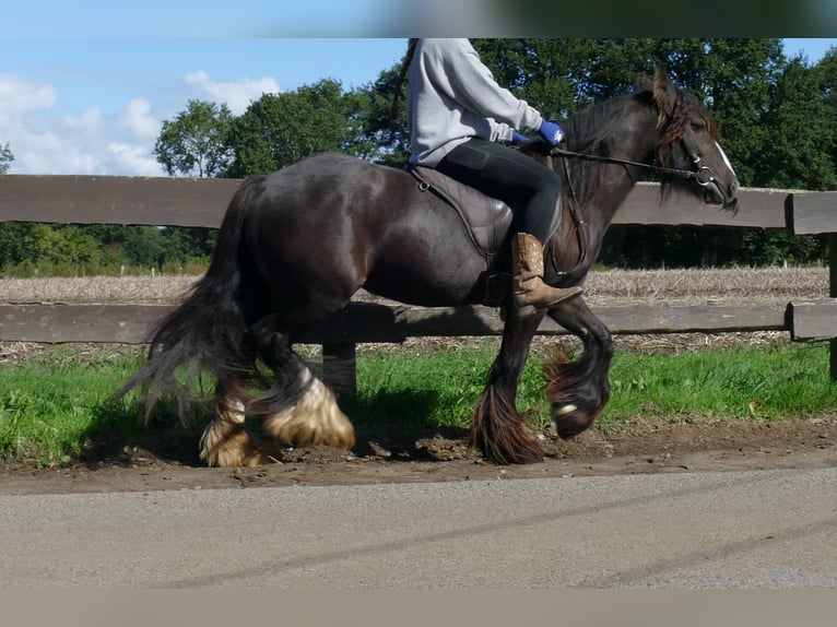 Tinker Merrie 3 Jaar 134 cm Bruin in Lathen