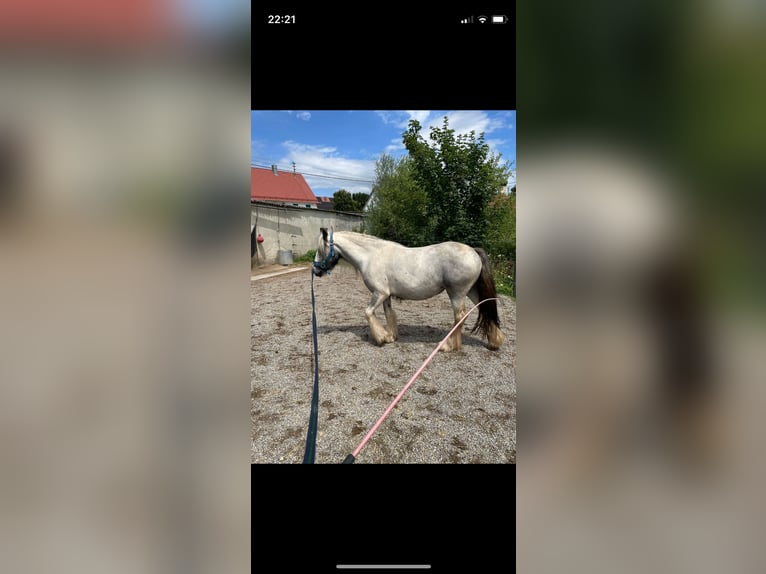Tinker Mix Merrie 3 Jaar 134 cm Gevlekt-paard in Weißenhorn
