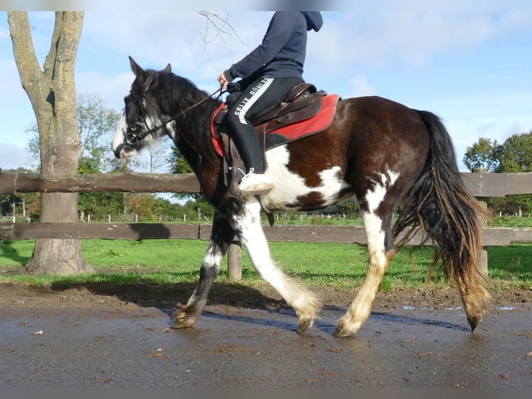 Tinker Merrie 3 Jaar 144 cm Gevlekt-paard in Lathen