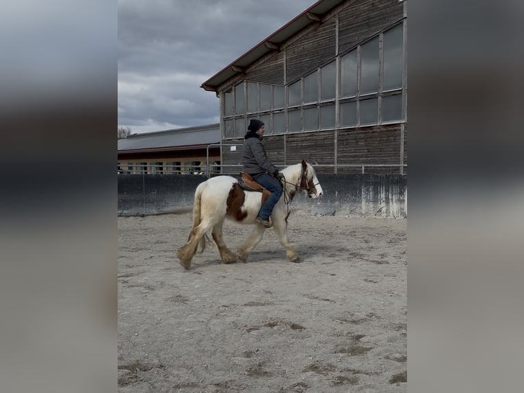 Tinker Merrie 3 Jaar 145 cm Gevlekt-paard in Achstetten