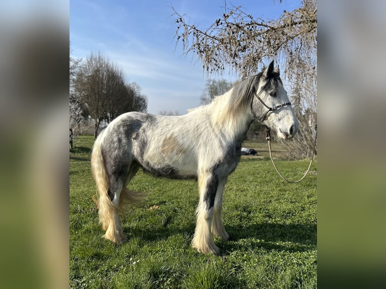 Tinker Merrie 3 Jaar 145 cm Gevlekt-paard in Achstetten