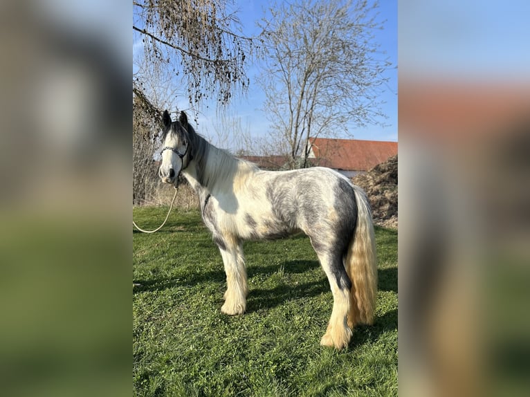 Tinker Merrie 3 Jaar 145 cm Gevlekt-paard in Achstetten